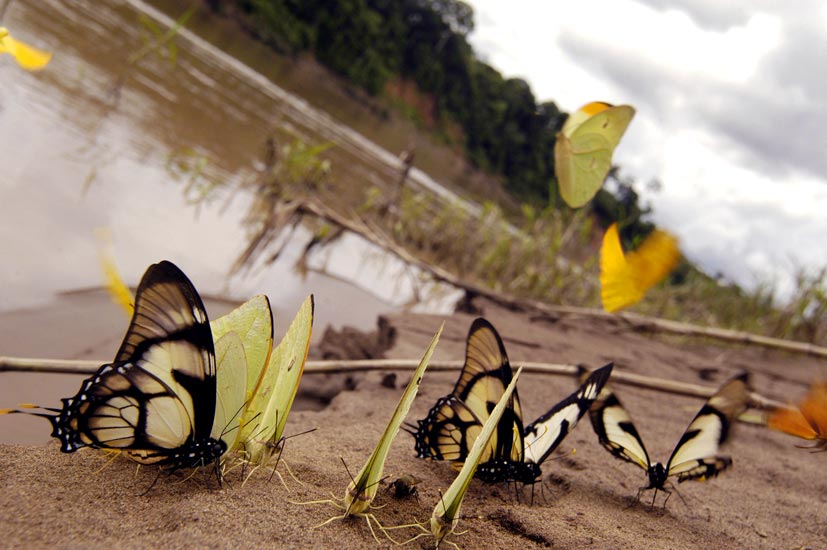 Peruvian Jungle